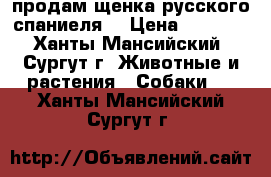 продам щенка русского спаниеля  › Цена ­ 8 000 - Ханты-Мансийский, Сургут г. Животные и растения » Собаки   . Ханты-Мансийский,Сургут г.